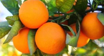 ثبت جهانی گل مریم و پرتقال دزفول در حال پیگیری است