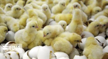 نظارت بهداشتی دامپزشکی بر جوجه ریزی بیش از ۱۵ میلیون قطعه در مرغداری‌های دزفول